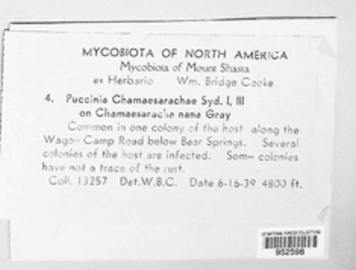 Puccinia chamaesarachae image